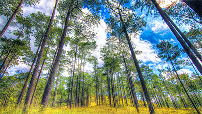 Kirirom National Resort - Cambodia