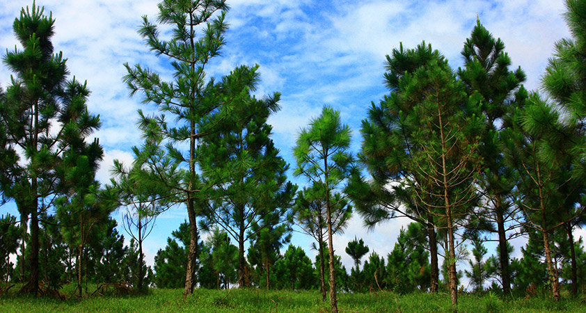 Plantation of Pinetrees???