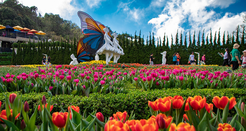 A large area of flowers are in full colors around the year