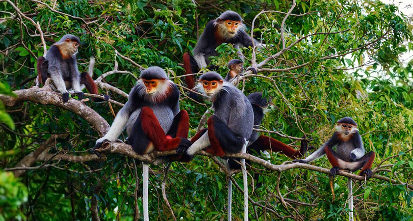 Meet these wild animals on the tour to Phia Oac - Phia Den