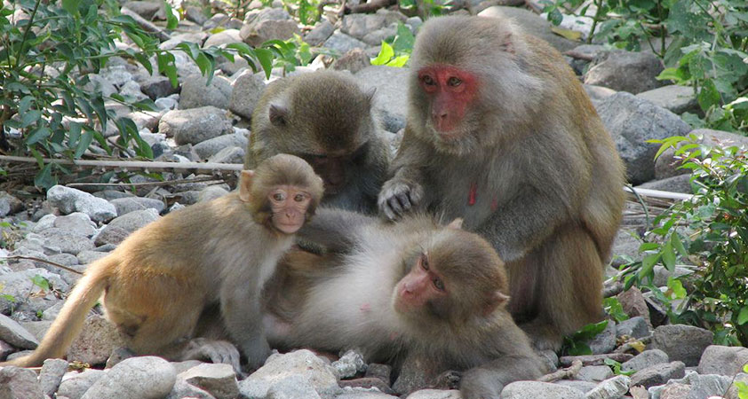 Cat Ba Island National Park is the home of a wide range of flora and fauna