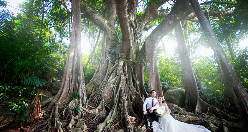 The tree has been there in tourists'' surprise and excitement
