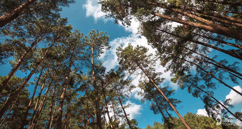 ??? Have a break under the large shades pine forests ???