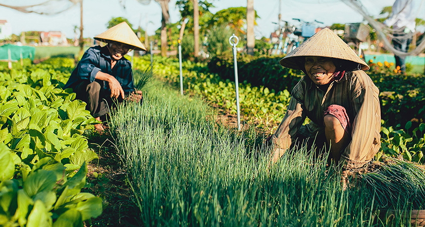 On these large green gardens are friendly farmers working hard