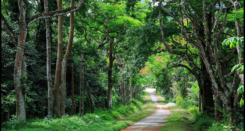 A visit to Cuc Phuong National Park Vietnam gives you a nice sense of refreshment