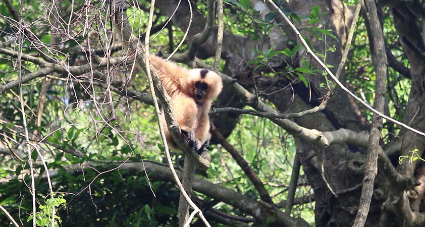 Visit many naughty monkeys on the journey to the cave