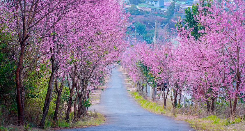 Da Lat city is probably one of Vietnam''s most well known vacation destination