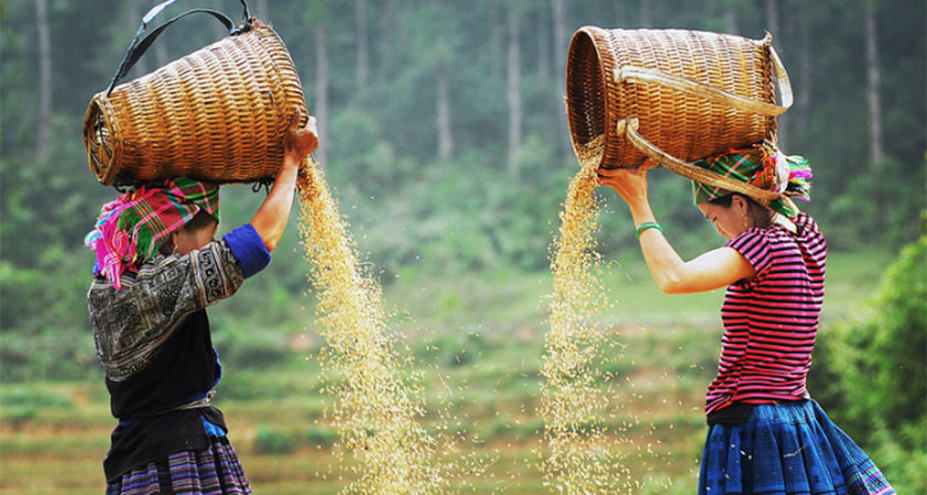 Sticky rice represents the local traditional culture and lifestyle