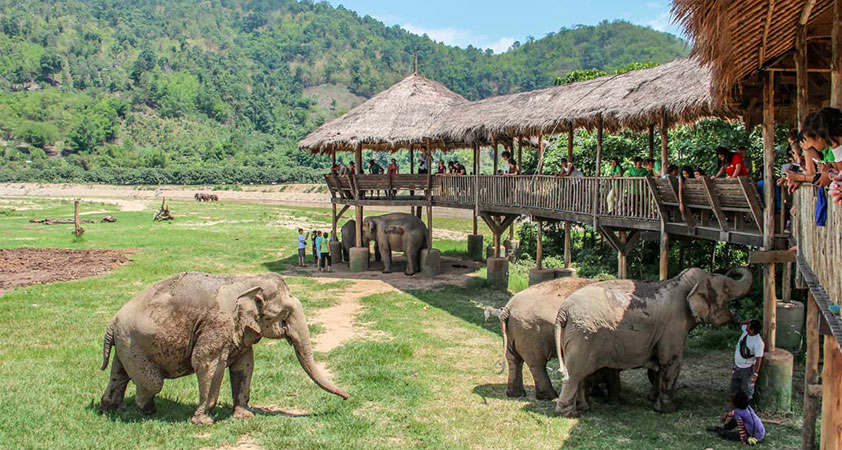 Elephant Nature Park