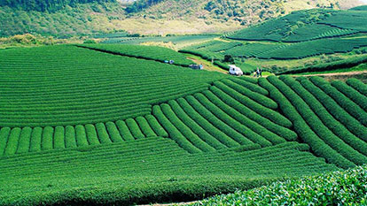 What to see and do in Moc Chau Plateau, Son La Province, Vietnam