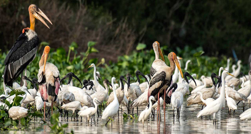 Prek Toal Bird Sanctuary
