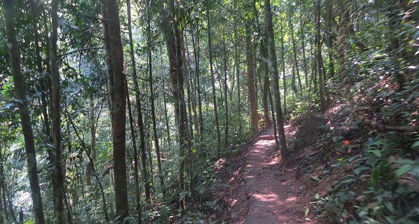 Kim Giao Forest