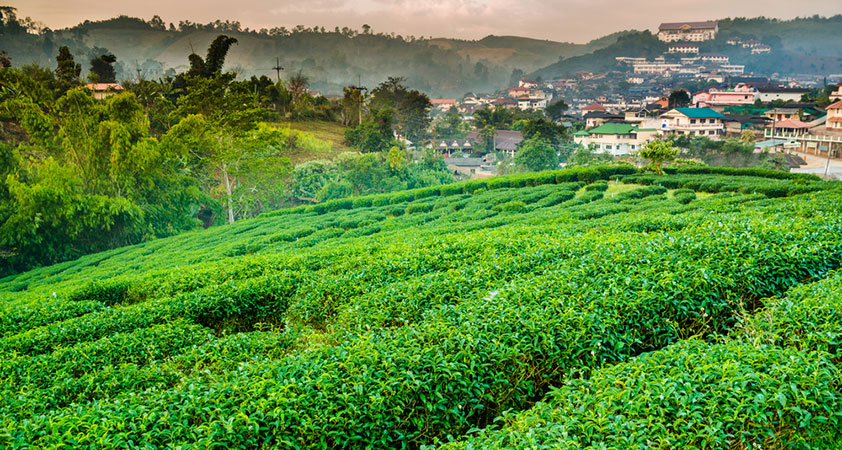 local Tea Plantation