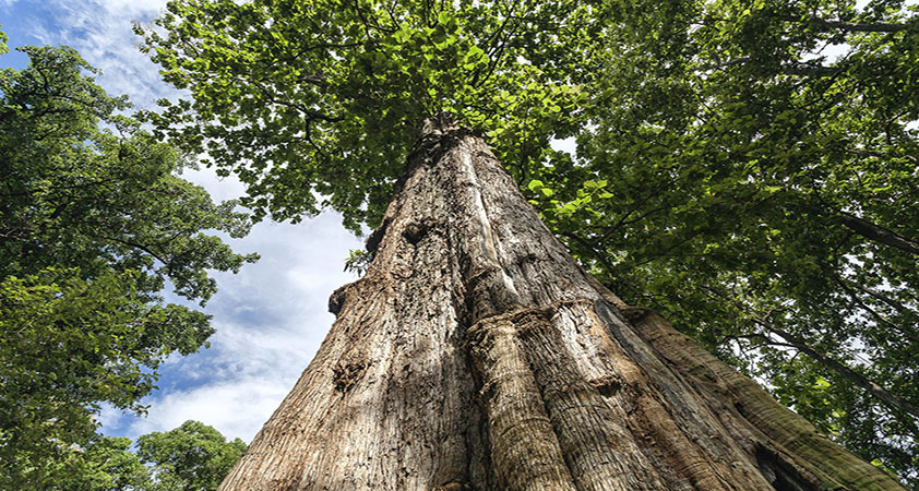 Burmese teak forest