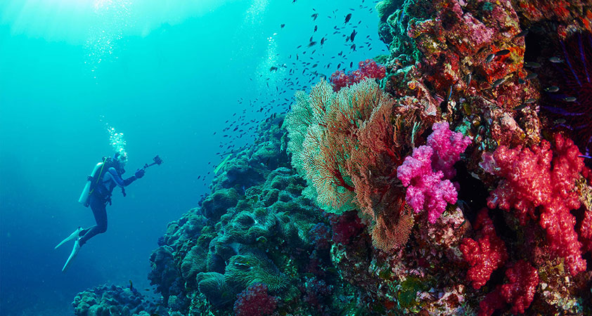 Diving in Similan islands 