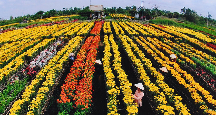 Sa Dec flower village