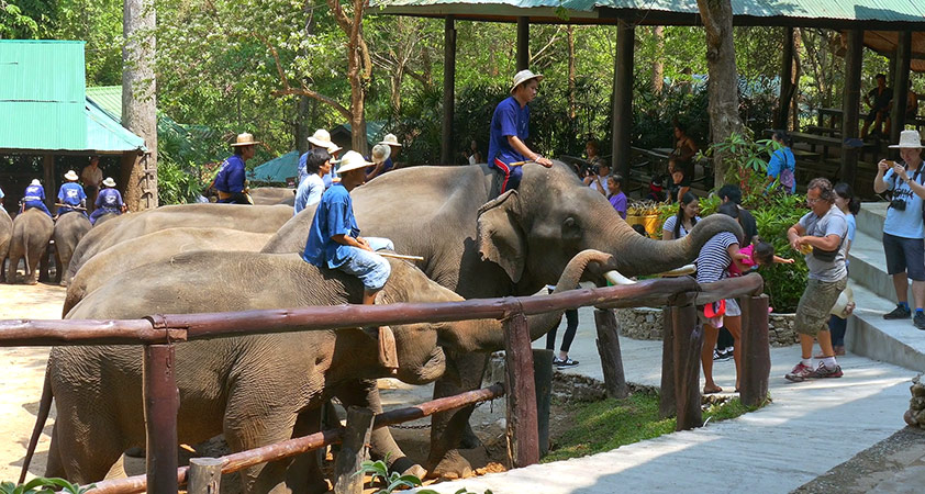 Elephants Camp