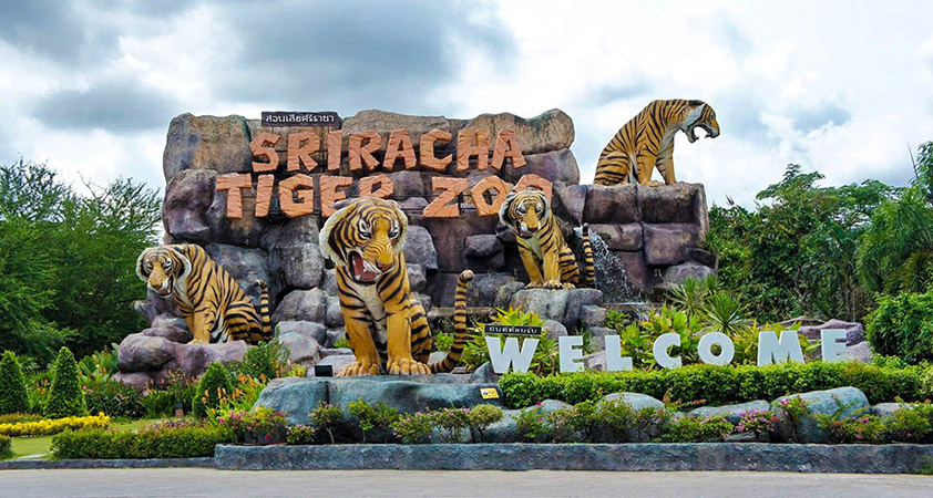 Sriracha Tiger Zoo