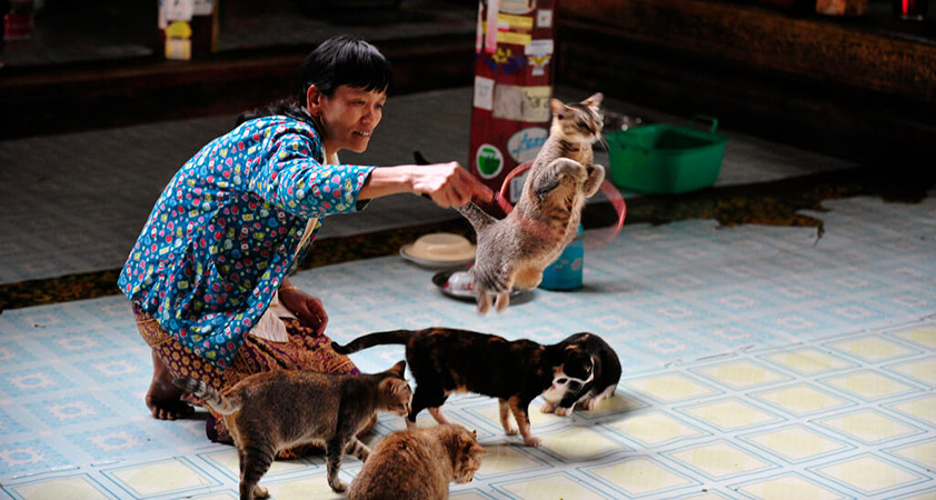 Then the trip leads you discover the 80-year-old jumping cat monastery