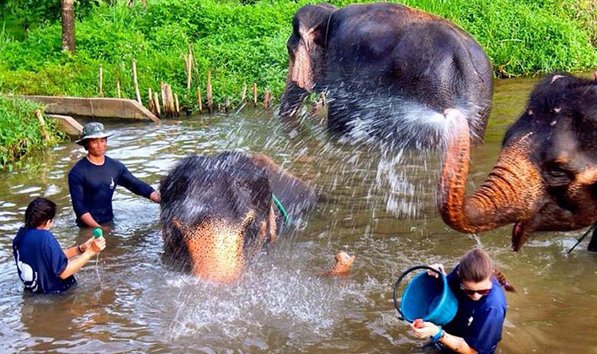Baan Chang Elephant Park