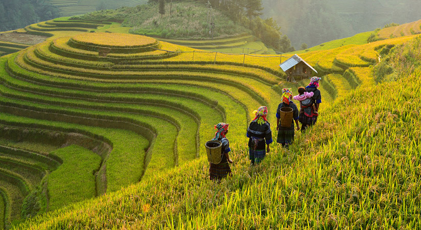 The beauty of Mai Chau in ripen rice season