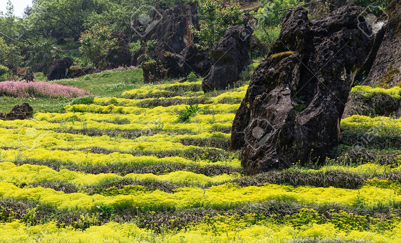 Check in in yellow flower garden in Ham Rong mountain