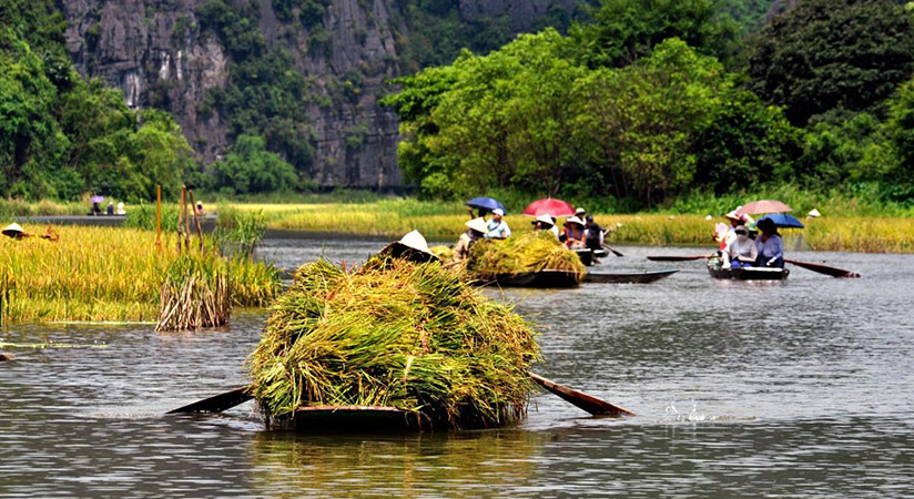 If lucky, you can take the chance to see the locals havesting their products