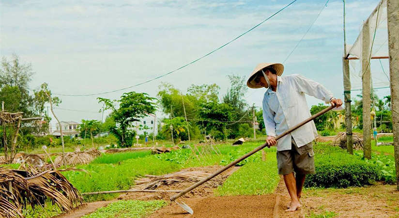 Doing farmers' work in Tra Que village