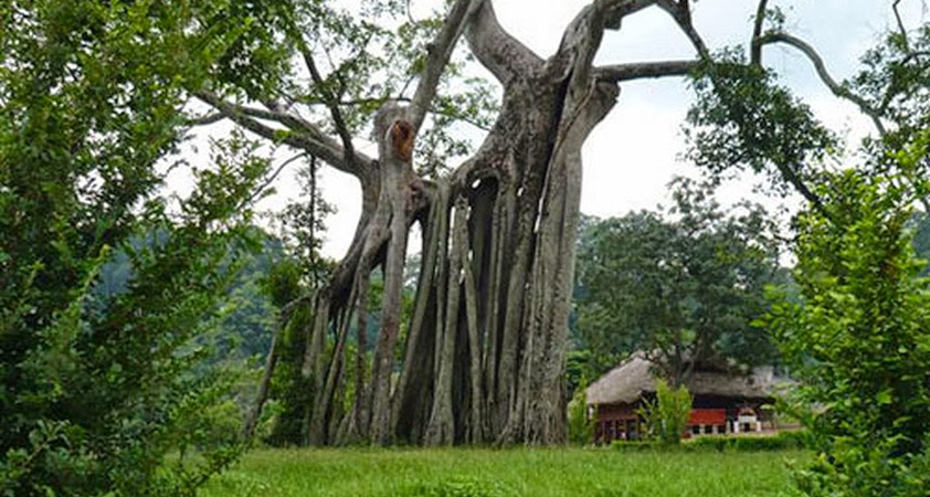 Tan Trao Historical Site