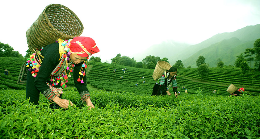 Tam Duong - Lai Chau