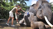 Elephant ride in Luang Prabang