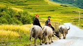 Sapa-Trekking-3-nights-in-home-stays-7-Days-6-Nights-03