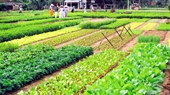 Visit-Cam-Thanh-village-and-vegetarian-village-Tra-Que-Half-day-04