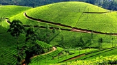 Moc Chau