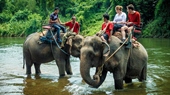 Elephant Camp