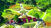Sapa