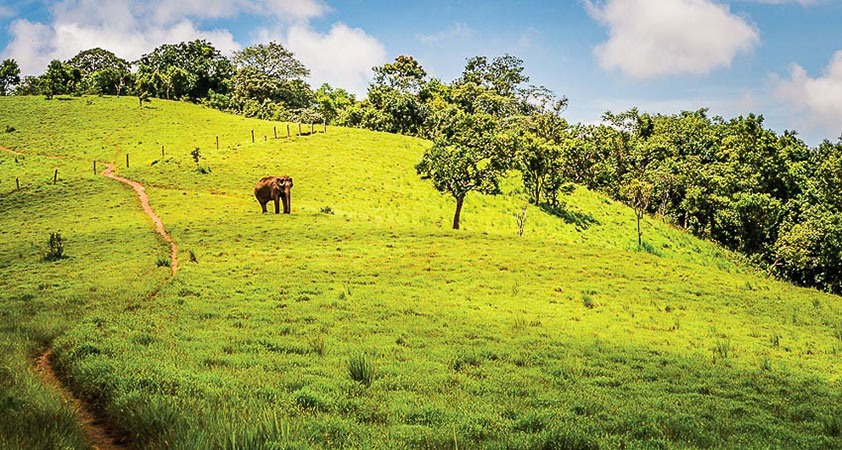  Elephant Valley