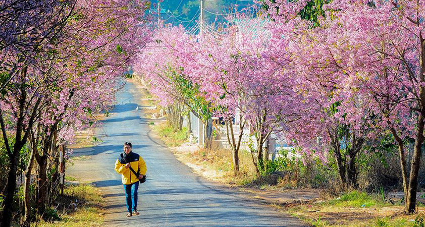 The road with full of peach flower blossom in Dalat in the spring