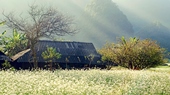 Mai Chau