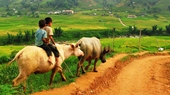 Sapa