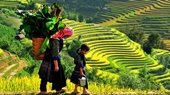 Sapa