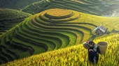 Sapa